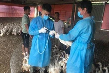 Cán bộ thú y Hà Nội tiêm phòng vaccine cho đàn gia cầm để phòng, chống dịch cúm gia cầm. (Ảnh: DUNG THU)