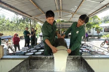 Công nhân khai thác mủ cao-su tại nông trường của Công ty Cao-su Tân Biên.