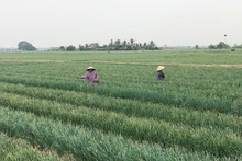 Nông dân tỉnh Hải Dương chăm sóc cây hành vụ đông.