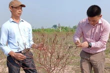 Các vườn đào Tết ở phường Hoàng Diệu (thành phố Thái Bình) đều có hiện tượng héo lá, nỏ cành, rồi chết dần.