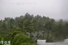 Cây cối bị gió mạnh thổi bay khi bão Kong-rey đổ bộ vào đất liền. Ảnh: Reuters