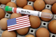 Xét nghiệm cúm gia cầm. Ảnh: Reuters.