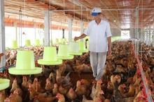 Nông dân nuôi gà theo mô hình trang trại (Ảnh: minh hoạ)