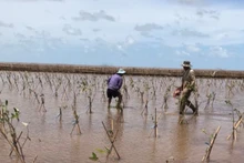 Cộng đồng có thể tự đo đếm sinh khối, đưa ra được hệ số quy đổi sinh khối tươi sang sinh khối khô của 3 loài bần, mắm, đước bằng các phương pháp khoa học tin cậy. 