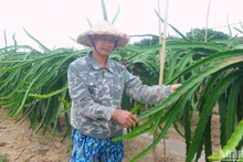 Ông Vũ Văn Thùy chia sẻ về giá trị thanh long mang lại cho người dân Bát Trang. (Ảnh: NGỌC TÂN)