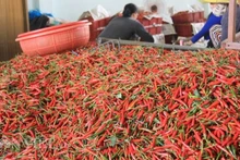 Bộ Nông nghiệp và Môi trường đã ký các nghị định thư về xuất khẩu ớt, chanh leo, tổ yến, cám gạo sang Trung Quốc.