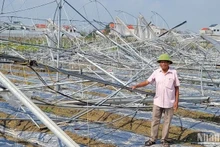 Diện tích nhà lưới bị thiệt hại sau bão Yagi. (Ảnh: THANH TRÀ)