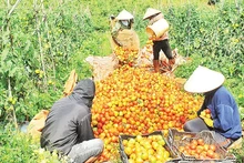 Nhiều doanh nghiệp cho rằng đối với ngành hàng nông sản, việc công bố hợp quy và chứng nhận quy chuẩn đang là một gánh nặng cho các doanh nghiệp.