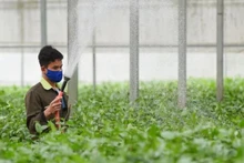 Nông nghiệp Việt Nam đang đối mặt với các thách thức lớn như biến đổi khí hậu, với dự báo khu vực đồng bằng sông Cửu Long - vựa lúa lớn nhất cả nước - sẽ mất từ 500.000 đến 1 triệu ha đất nông nghiệp vào năm 2050.