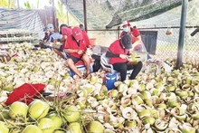 Giá dừa tươi tăng khoảng 110-120%, trong khi dừa nguyên liệu tăng 150% so với cùng kỳ năm ngoái.