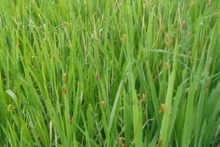 Lên phương án phòng chống dịch châu chấu tre lưng vàng 