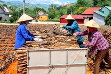 Chế biến quế phơi khô xuất khẩu