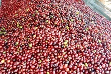 Cà-phê tươi ở Quảng Trị. (Ảnh: TTXVN)