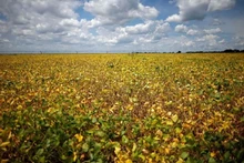 Cánh đồng đậu nành tại một trang trại ở Luziania, bang Goias, Brazil. (Ảnh: Reuters)