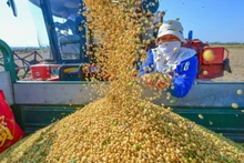 Thu hoạch đậu tương tại Lạc Dương, tỉnh Hà Nam, Trung Quốc ngày 14/10/2023. (Ảnh: THX/TTXVN)