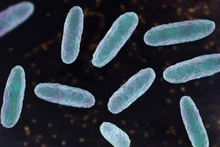 Hình minh họa về vi khuẩn Klebsiella oxytoca. (Ảnh: Getty Images/TTXVN)