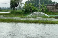 Nhiều khu vực nuôi trồng thủy sản bị ngập ở huyện Tứ Kỳ phải tổ chức tiêu úng.