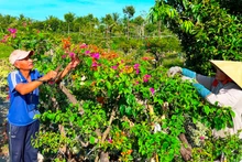 Người dân làng hoa giấy Phú Sơn chuẩn bị sản phẩm hoa giấy để giao cho thương lái.