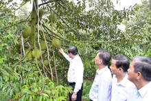 Lãnh đạo tỉnh Tiền Giang kiểm tra vườn sầu riêng đạt tiêu chuẩn xuất khẩu tại xã Ngũ Hiệp, huyện Cai Lậy, tỉnh Tiền Giang.