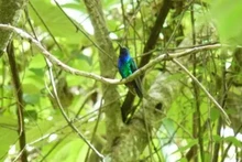 Đây mới chỉ là lần thứ ba loài chim ruồi Santa Marta sabrewing được nhìn thấy trong tự nhiên. (Ảnh: Yurgen Vega/Selva/ProCAT)