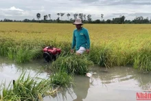Người dân đặt máy bơm để bơm nước cứu lúa.