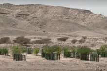 [Video] Xanh hóa sa mạc ở UAE nhờ đất sét lỏng