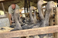 Trang trại nuôi ngỗng ở làng Ujkigyos, Hungary. (Ảnh: AFP/TTXVN)
