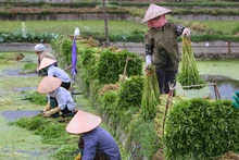 Từ một nền kinh tế nông nghiệp khép kín, Việt Nam đã viết nên một trong những câu chuyện thành công nhất về quá trình chuyển đổi kinh tế ở châu Á. (Ảnh: THÀNH ĐẠT)