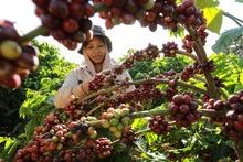 Thu hoạch cà-phê. (Ảnh minh họa: TTXVN) 