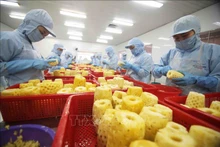 Chế biến sản phẩm dứa đóng hộp tại nhà máy của Công ty cổ phần xuất nhập khẩu nông sản An Giang. (Ảnh tư liệu: TTXVN)