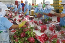 Sơ chế thanh long xuất khẩu ở Tiền Giang. (Ảnh minh họa: TTXVN) 