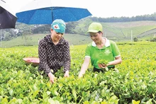 Chè Thái Nguyên là cây trồng đặc sản, chủ lực để nông dân phát triển kinh tế.