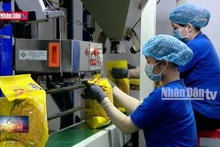 Xuất khẩu gạo đạt kỷ lục