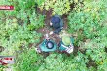Kon Tum: Hơn 11 héc ta rừng trồng bị mất và suy giảm