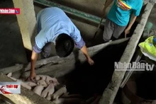 Tuyên Quang: Triển khai các giải pháp phòng, chống dịch tả lợn Châu Phi