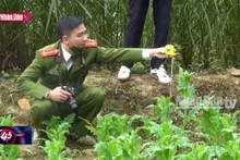 Ngăn chặn trồng cây thuốc phiện ở vùng biên