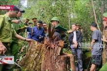 Bắt khẩn cấp nhân viên quản lý rừng cấu kết với lâm tặc