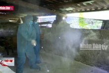 Hà Giang: Khống chế thành công dịch tả lợn châu Phi