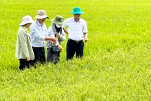Ngành nông nghiệp Sóc Trăng tích cực hỗ trợ nông dân ứng phó xâm nhập mặn.