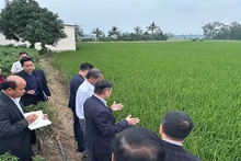 Tham quan vùng trồng lúa giống ST25 tại Sóc Trăng.