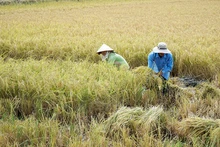 Nông dân Sóc Trăng thu hoạch lúa hữu cơ.