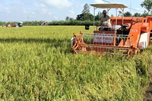 Thu hoạch lúa thơm ST trên cánh đồng lớn ở Sóc Trăng.