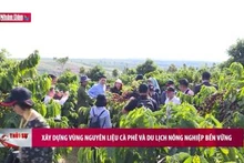 Xây dựng vùng nguyên liệu cà phê và du lịch nông nghiệp bền vững