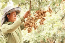 Sơn La hiện có 19.800 ha nhãn, ước sản lượng đạt 155.000 tấn.