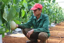 Dưa lưới sản xuất công nghệ cao ở huyện Chưpah tỉnh Gia Lai