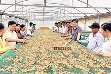 Hợp tác xã Công bằng Thanh Thái thu mua và chế biến cà-phê theo phương pháp mới.
