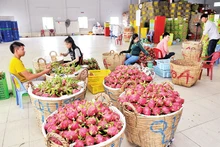 Tuyển lựa và đóng gói trái thanh long, cung cấp cho thị trường dịp Tết tại Hợp tác xã Tầm Vu, huyện Châu Thành (Long An). (Ảnh THU CÚC) 