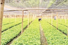 Nhiều hộ nông dân ở xã Kim Đồng, huyện Tràng Định, tỉnh Lạng Sơn xây dựng vườn ươm giống cây quế, hồi.
