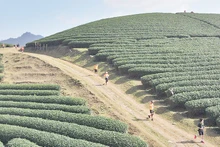 Các vận động viên băng qua đồi chè tại Giải chạy Marathon đường mòn Việt Nam được tổ chức ở huyện Mộc Châu, Sơn La.