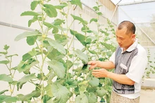 Anh Ngô Xuân Đức, ở bản Huổi Phạ, phường Him Lam chăm sóc dưa lưới trồng trong nhà màng theo tiêu chuẩn sản xuất nông nghiệp sạch.